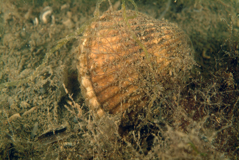 Cerastoderma glaucum